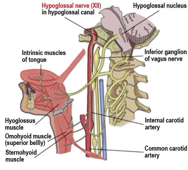 hypoglossal.jpg